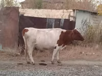 Kuh, Simmental cattle — Foto 5