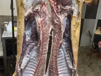 Porci — photo 2