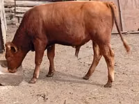 सांड, मवेशी — फ़ोटो 4