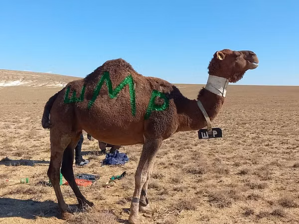 Kamel, Arvana camel