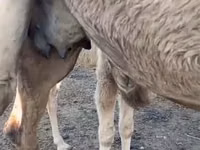 Kamelstute, Kazakh Bactrian camel — Foto 7