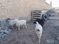 كبش, الأغنام — الصورة 3