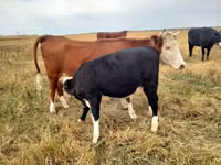 गाय, Simmental cattle — फ़ोटो 3