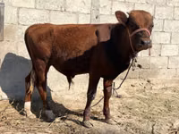 Toro, Ganado vacuno — foto 2