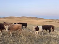 公牛, Cattle — 照片 2