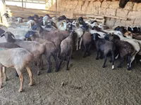Ram, Sheep — photo 1