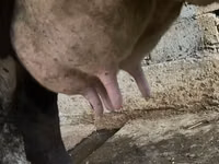 Kuh, Russian Black pied cattle — Foto 3