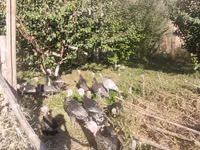 Turkeys — الصورة 2
