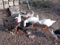 Geese — Foto 1