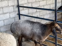 Schaf, Schafe — Foto 3