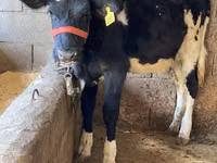 母牛, Russian Black pied cattle — 照片 2