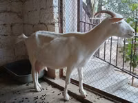 Ziege, Saanen goat — Foto 1