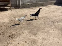 Chickens — Foto 2