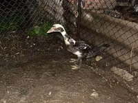 Ducks — 1-rasm