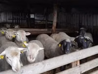 Widder, Ile-de-France sheep — Foto 4