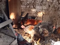 Chickens — 照片 4