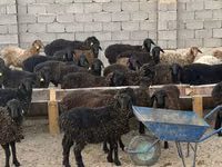 Widder, Edilbay sheep — Foto 2