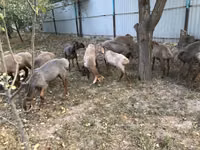 Schafe (Partie, Geschlecht nicht angegeben), Arashan sheep — Foto 3