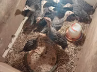 Turkeys — 3-rasm
