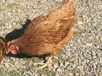 Chickens — Foto 4