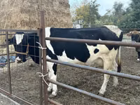 Kuh, Holstein-Rasse — Foto 3