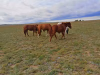Toychoq, Kazakh horse — 4-rasm