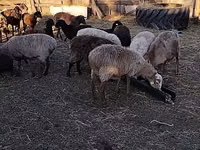 كبش, الأغنام — الصورة 3