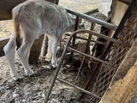 母牛, Swiss cattle — 照片 3