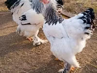 Chickens — Foto 5