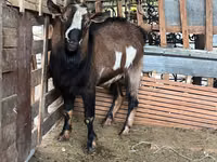 Cabro, Alpine goat — foto 5