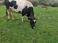 母牛, Russian Black pied cattle — 照片 4