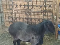 公羊, Sheep — 照片 3