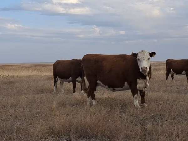Vaca, Vaca kazaja de cabeza blanca