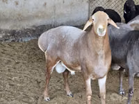 Ram, Sheep — photo 6