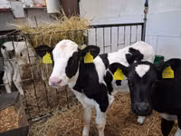 Bulle, Russian Black pied cattle — Foto 1