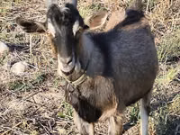 تيس, Alpine goat — الصورة 1