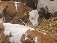 Rinder (Partie, Geschlecht nicht angegeben), Simmental cattle — Foto 3