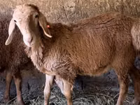Widder, Arashan sheep — Foto 5