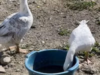 Geese — foto 3