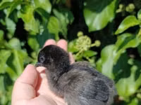 Ayam Cemani — Foto 2