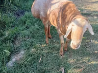 Widder, Edilbay sheep — Foto 4