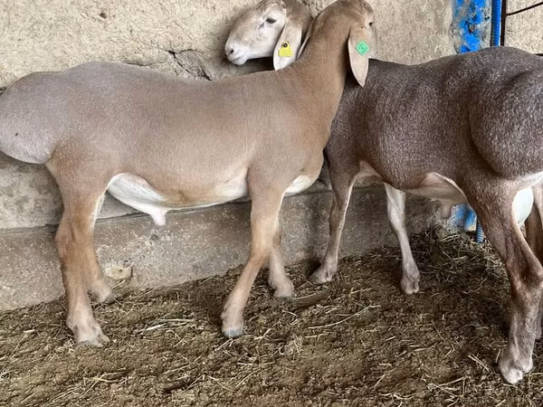 كبش, Arashan sheep