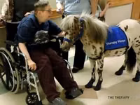 Айғыр, Miniature horse — 2-сурет