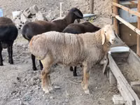كبش, الأغنام — الصورة 1