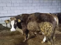 Toro, Ganado vacuno — foto 1