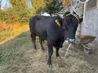 Toro, Aberdeen-Angus — foto 1