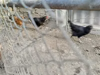 Chickens — 1-сурет
