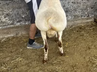 Кочкор, Рён кочкору — сүрөт 2