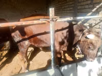 公牛, Cattle — 照片 2