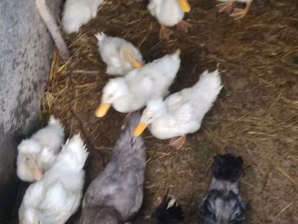 Nemis Pekin